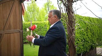 orban-tulipn