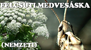 felcsuti_medvesaska