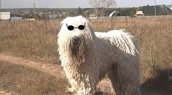 vakkomondor2