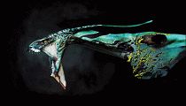 abstract048.jpg