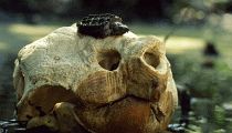 ng_allt1025.jpg